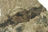 Carboniferous Fish (Gyrolepidotus) - Siberia #228881-1